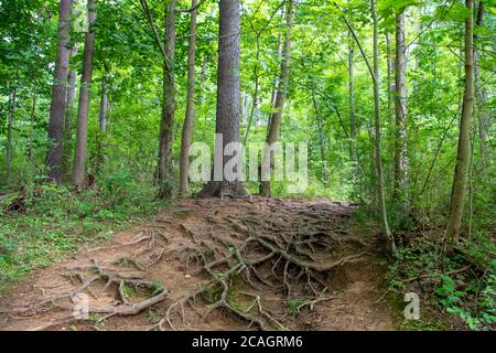 Verworrene Baumwurzeln säumen den Feldweg durch diese meditative Waldszene mit ätherisch grünem Hintergrund. Stockfoto