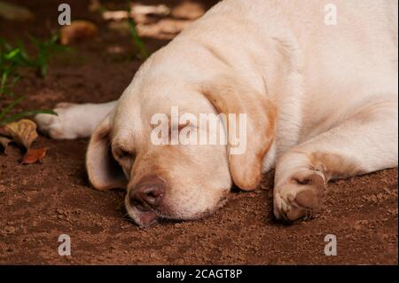 Niedlicher labrador Hund schläft auf dem Boden mit breiten Pfoten Stockfoto