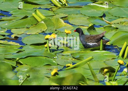 Seevögelchen sitzen auf den Blättern in einem Teich gefangen während Am Tag Stockfoto