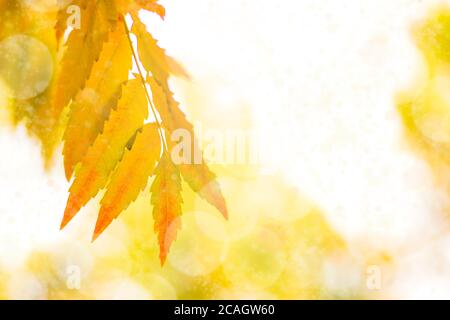 Herbstzweig mit Buchenblättern schmücken schöne Natur Bokeh Hintergrund kopieren Platz für Text Hallo Herbst, september, oktober, november Stockfoto