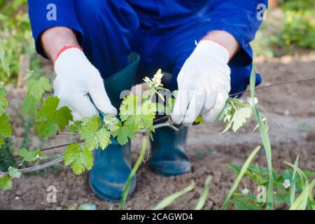 Nahaufnahme von bindenen Traubenzweigen Stockfoto