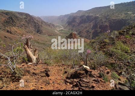 Jemen. Die schönste Schlucht auf der Insel Socotra, Wadi Dirhur (Daerhu). Blühender Flaschenbaum ist endemischer Baum adenium obesum Stockfoto