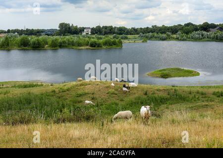 02.07.2020, Wesel, Nordrhein-Westfalen, Deutschland - Lippe, Schafe im renaturierten Auengebiet oberhalb des Flusses Lippemüstung Stockfoto