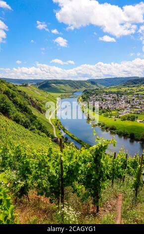 29.06.2020, Puenderich, Rheinland-Pfalz, Deutschland - Marienburg über Weinbergen an der Mosel. 00X200629D017CAROEX.JPG [MODELLVERSION: NEIN, EIGENTUM R Stockfoto