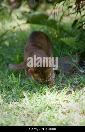 Eine ruddige Abessinier-Katze jagt eine Eidechse in einem Garten Stockfoto