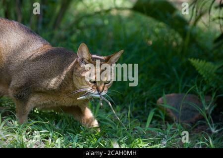 Eine ruddige Abessinier-Katze jagt eine Eidechse in einem Garten Stockfoto