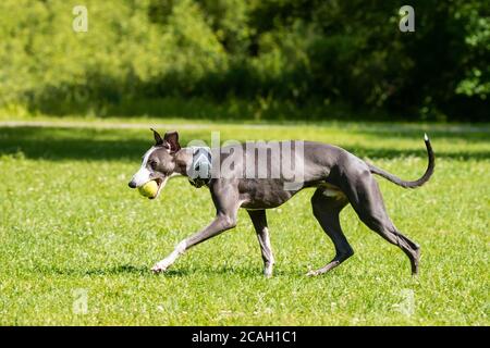 Hunderasse Greyhound Wandern im Park auf der Gras Stockfoto