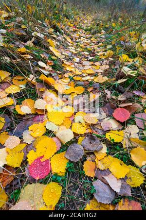 Herbst, Populus tremula, allgemein genannt Aspen, gemeinsame Aspen, Eurasischen Aspen, Europäischen Aspen oder Beben Aspen, Jacetania, Huesca, Aragón, Spanien, Euro Stockfoto