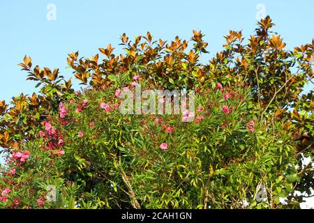 Nerium Oleander hoher Strauch mit rosa Blüten in der Sonne Mit einem blauen Himmel Santander Cantabria Spanien Stockfoto