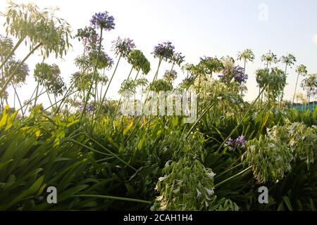 Lila und weiß Agapanthus africanus in der Sonne mit grünem Laub vorbei ihre besten mit welken Blütenköpfe im August Santander Cantabria Spanien Stockfoto