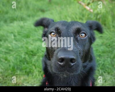 Schwarz Labrador Cross Border Collie Close-Up Stockfoto