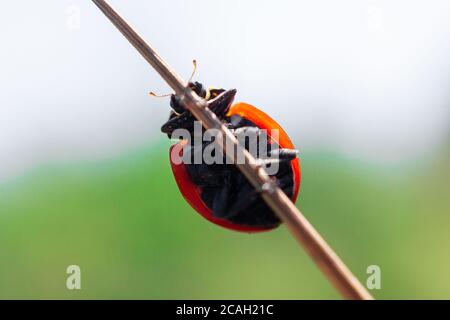 Makro eines Marienkäfer (coccinella magnifica) auf Blattläusen, die Blattläuse fressen; Pestizidfreie biologische Schädlingsbekämpfung durch natürliche Feinde; biologischer Bauernhof Stockfoto