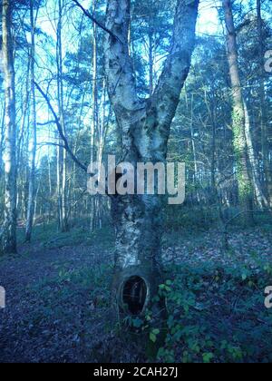 Einzigartiger Baum in einem Wald Stockfoto