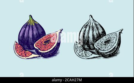 Frische Feige. Fruchtfoliage. Detox Gewürz. Vektor gravierte handgezeichnete Skizze für Stempel, T-Shirt oder Typografie oder Menü. Stock Vektor