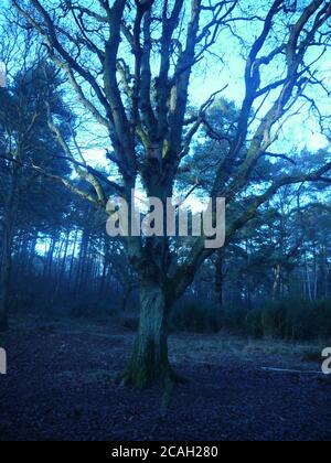 Einzigartiger Baum in einem Wald Stockfoto