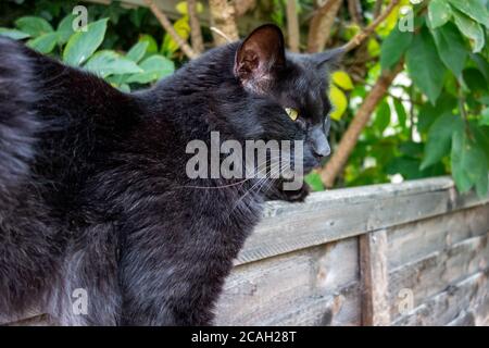 Schwarze Katze sitzt auf einem Zaun und beobachtet die Welt Von Stockfoto