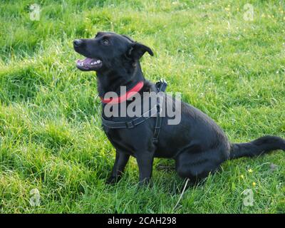 Schwarzer Labrador Cross Border Collie sitzt auf einem Feld Stockfoto