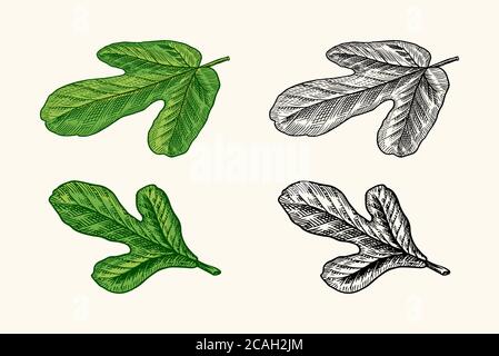Frische Feige. Fruchtfoliage. Detox Gewürz. Laub, Pflanze und Ast. Vektor gravierte handgezeichnete Skizze für Stempel, T-Shirt oder Typografie oder Menü. Stock Vektor