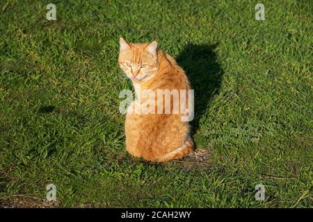 Rote Straßenkatze auf dem grünen Gras sitzend. Eine schöne tabby Katze mit überraschenden Augen. Porträt eines jungen roten Kätzchens auf einem Hintergrund von hell grüner Stockfoto