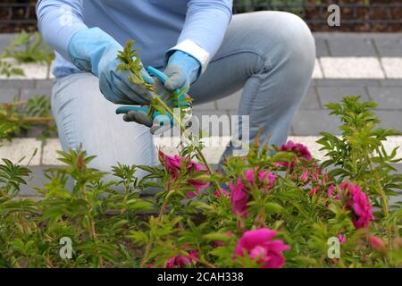 Frau schneidet eine wilde Kletterrose mit einer Beschneidschere Stockfoto