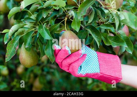 Die Hand des Bauern in einem Handschuh, der eine reife Birne pflückt Stockfoto