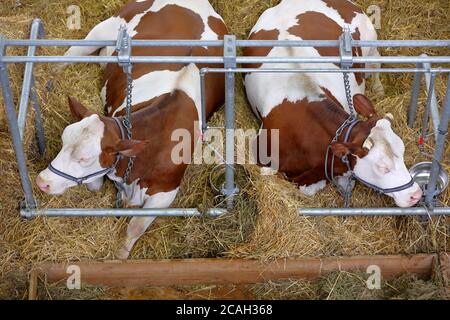 Braune Kühe ruhen im Stall auf dem Bauernhof Stockfoto