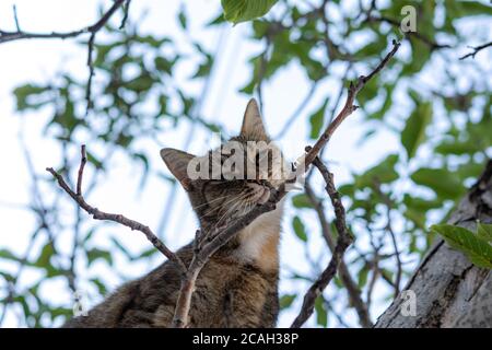 Eine graue junge Katze sitzt auf einem Baum und schaut spielerisch direkt auf die Kamera. Street tabby Katze mit schönen grünen Augen. Porträt einer Katze in Nahaufnahme Stockfoto