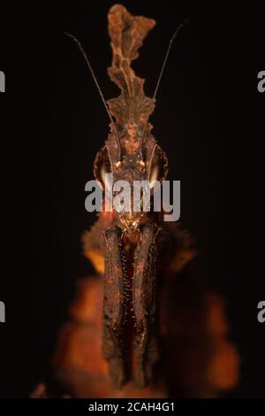 Geistermantis (Phyllocrania paradoxa) Porträt Stockfoto