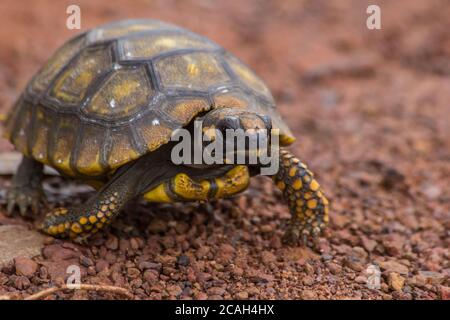 Kleine Gelbfußschildkröte (Geochelone denticulata) In der Straße von Mato Grosso Staat - Brasilien Stockfoto