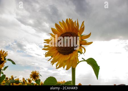 Sonnenblumen auf einem Hintergrund von bewölktem Himmel Stockfoto