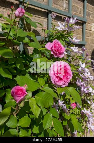 Nahaufnahme der rosa Rose ‘Gertrude Jekyll’ und Clematis ‘Samaritan Jo’, die auf Spalieren an einer Wand wachsen, blüht im Sommer in Großbritannien im Garten Stockfoto