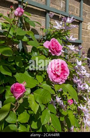 Nahaufnahme der rosafarbenen Rosen „Gertrude Jekyll“ und Clematis „Samaritan Jo“, die auf Spalier an einer Gartenwand wachsen, blüht im Sommer des Vereinigten Königreichs Stockfoto