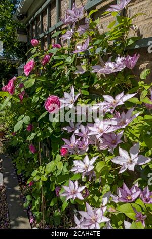 Nahaufnahme von Clematis ‘SAmaritan Jo’ und rosa Rose ‘Gertrude Jekyll’ wächst auf Spalier an der Wand Blumen blühen in Der Garten im Sommer Großbritannien Stockfoto