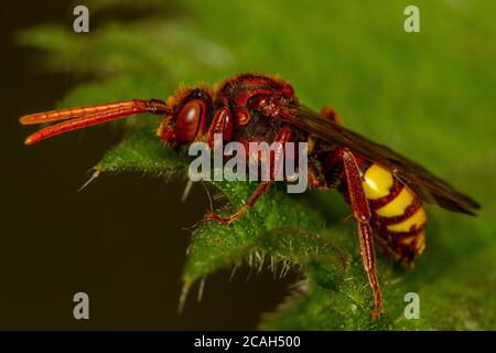 Eine Nomade/Kuckuckbiene (Nomada sp.) Stockfoto