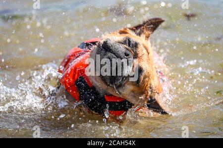 Calshot, New Forest. August 2020. Wetter in Großbritannien. Besucher von Calshot Beach an dem, was erwartet wird, dass der heißeste Tag des Jahres. Luna die französische Bulldogge kühlt im Solent ab. Credit Stuart Martin/Alamy Live News Stockfoto