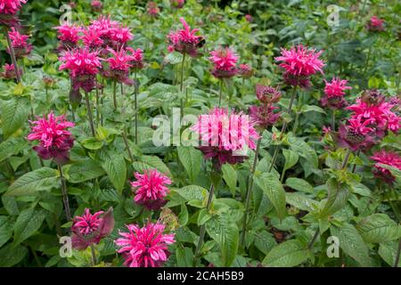 Nahaufnahme der rosa monarda Bergamotte Pflanze Blume Blumen Im Sommergarten England GB Vereinigtes Königreich GB Großbritannien Stockfoto