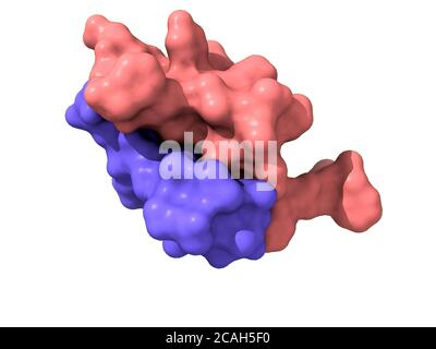 Rinderinsulin, 3D-Modell der heterodimer quaternären Struktur, Ketten A und B, weißer Hintergrund, Oberflächenmodell Stockfoto