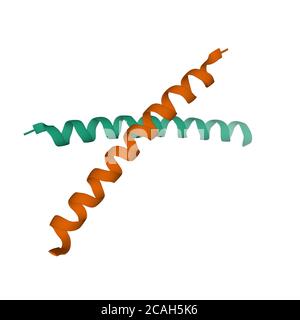 Kristallstruktur des menschlichen parathyroiden Hormons Homodimer, 3D-Cartoon-Modell isoliert, weißer Hintergrund Stockfoto