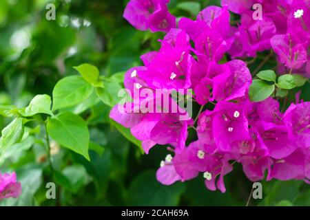 Bougainvillea im Freien. Blühende Pflanze. Zierpflanze, Busch. Rosa Blumen im Garten im Sommer. Naturtapete, florale Hintergründe, grüne Blätter Stockfoto