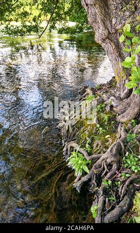 Baumwurzeln schlängeln sich vom Ufer in das Wasser eines Flusses. Stockfoto