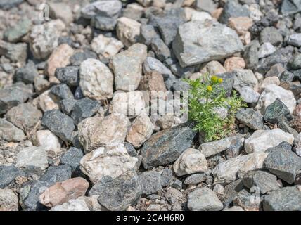 Single Ananas Weed / Matricaria discoidea Pflanze wächst in Kies. Hat den Geruch / Aroma & Geschmack von Ananas. Wurde in pflanzlichen Heilmitteln verwendet. Stockfoto