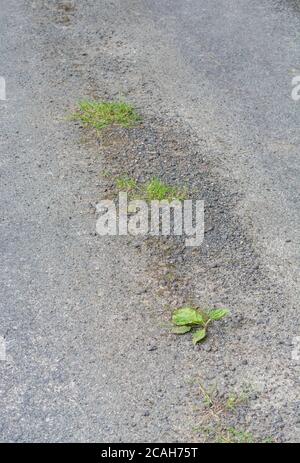 Common UK Weed Greater Plantain / Plantago Major wächst im Backen Asphalt der Landstraße in Sonnenschein. Überleben der fittest, & Heilpflanze. Stockfoto