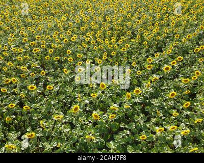 Hintergrund von Sonnenblumen im Feld, Draufsicht auf blühende Sonnenblumen unter der sengenden Sonne. Stockfoto