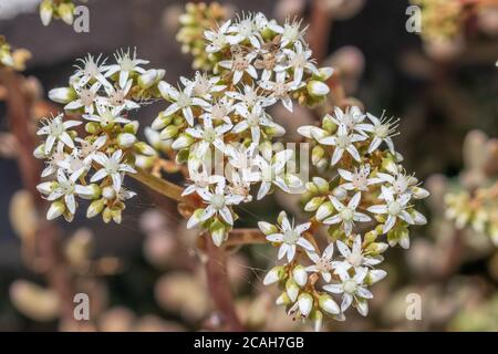Sedum Album, White stonecrop in Flower Stockfoto