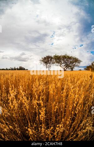 Pflanzen von Hafer am Abend Stockfoto