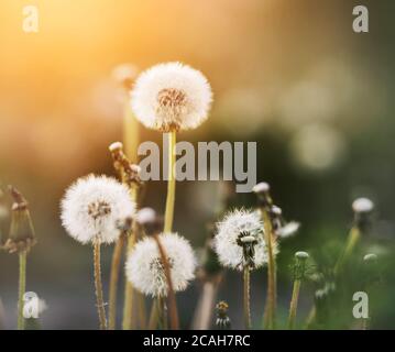An einem sonnigen Sommertag blühen flauschige weiße Löwenzahn-Blüten auf langen Stielen, von denen einige bereits verblasst sind und die Samen von den weggeblasen wurden Stockfoto