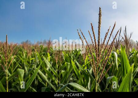 Blütenstand auf der Maisplantage mit blauem Himmel Stockfoto