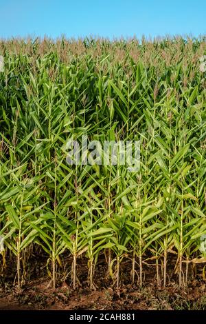 Maisplantage Muster mit blauem Himmel auf der Farm Stockfoto