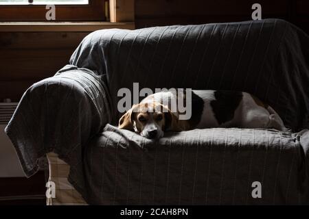 Beagle liegt auf dem Sofa im Landhaus. Stockfoto