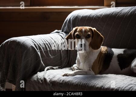 Beagle liegt auf dem Sofa im Landhaus. Stockfoto